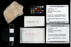 Foto (Objekt + Etikett) von Bullariscus sp.  (NHMW-GEO-2014-0194-0576)